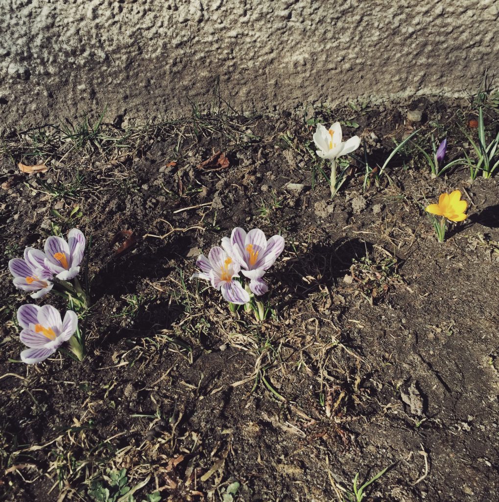 flowers-spring-krokus