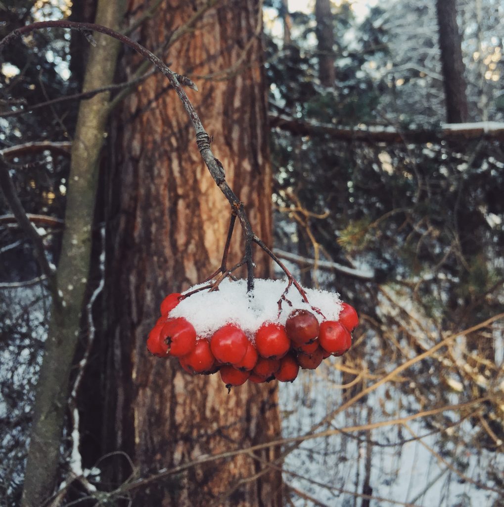 winter-snow-rowanberries