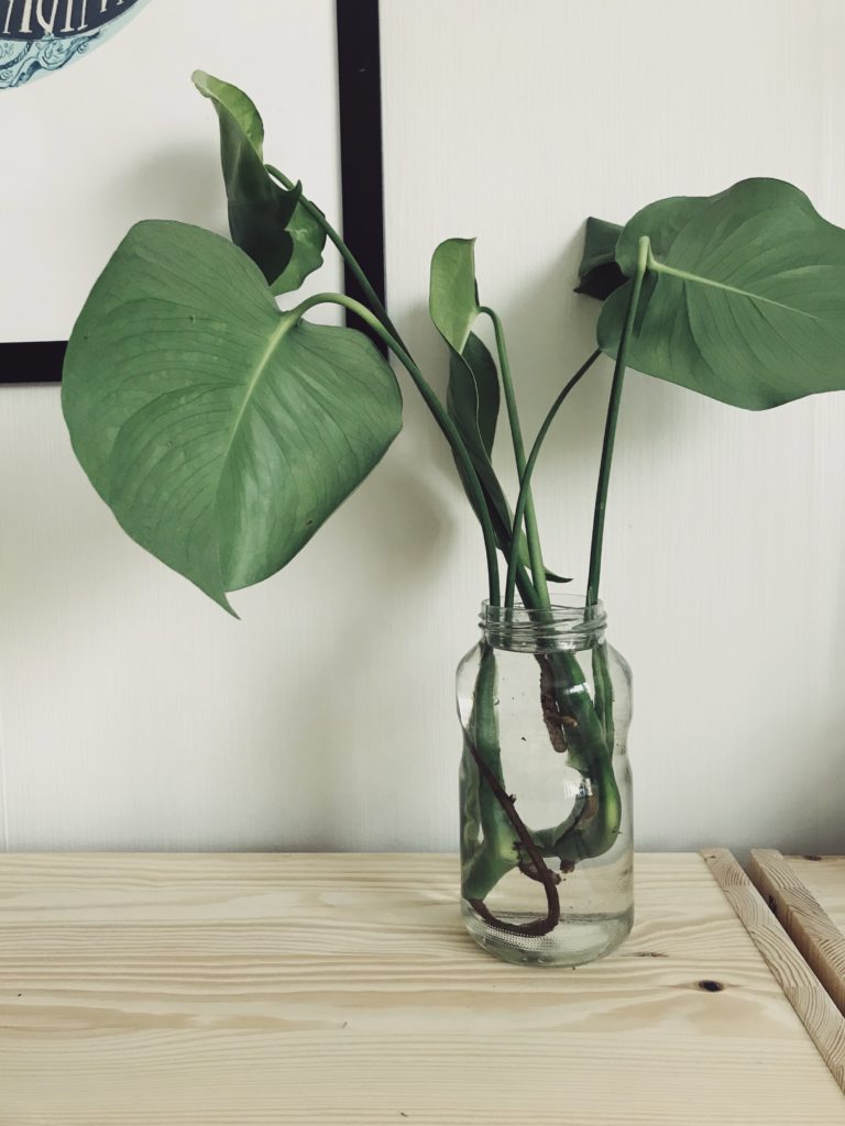 monstera-grow-your-own-cutling