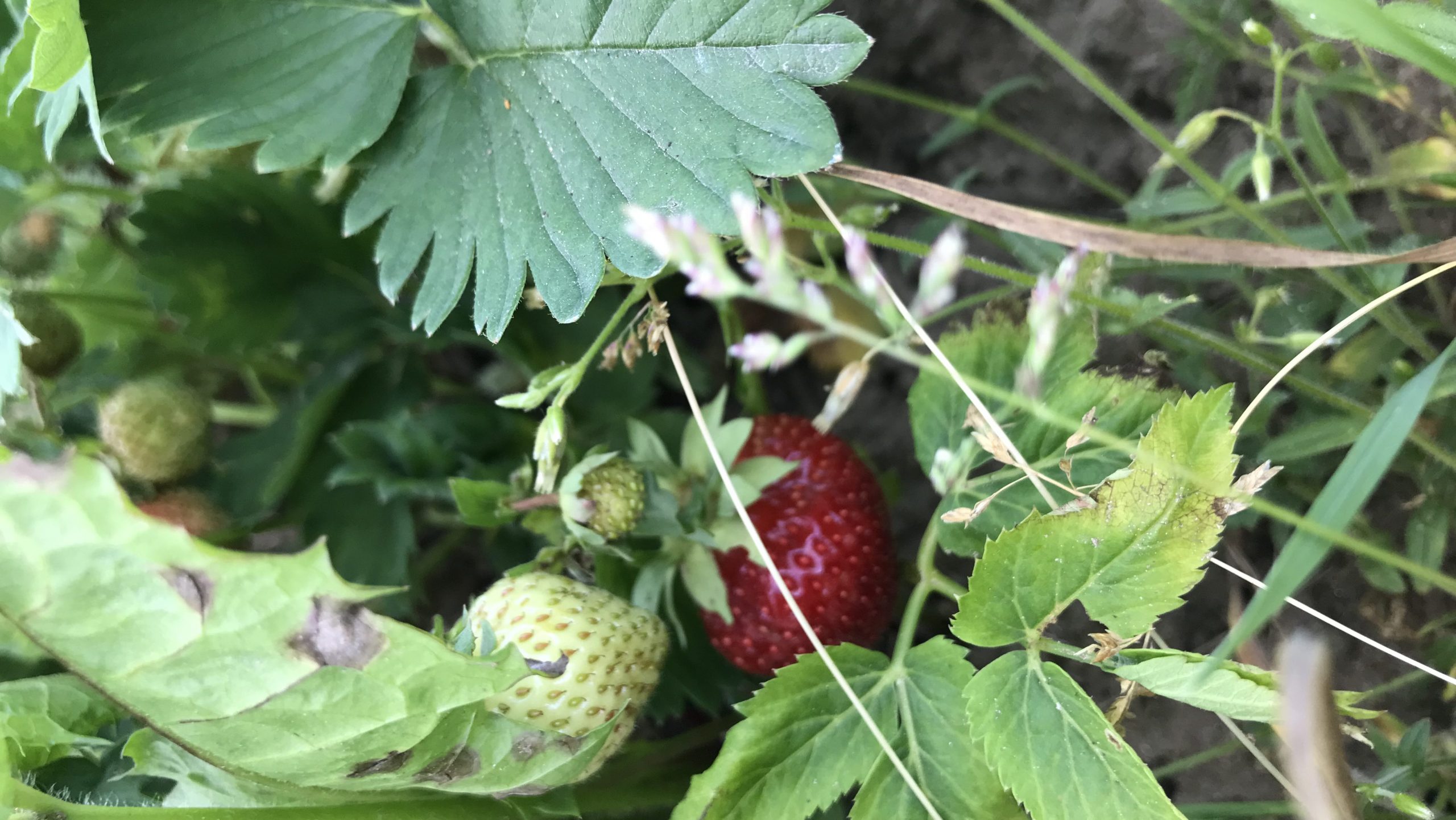 strawberries jordgubbar